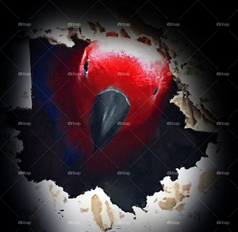 Red parrot peeking out. Red parrot peeking out