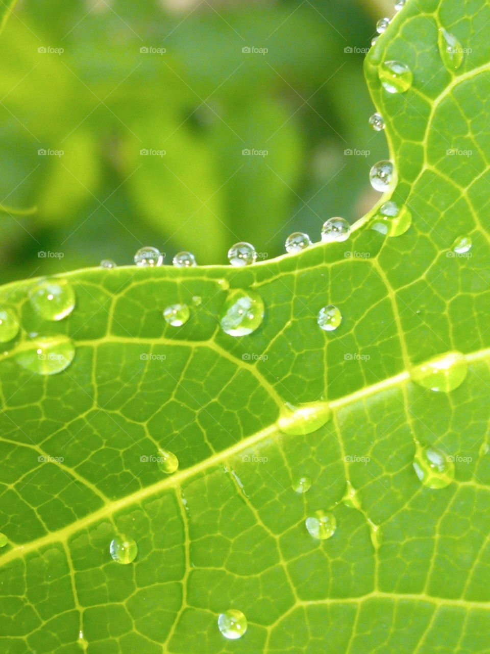 drops on leaf