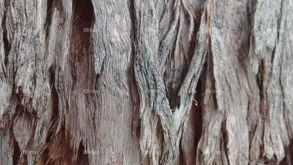 tronco - Árvore