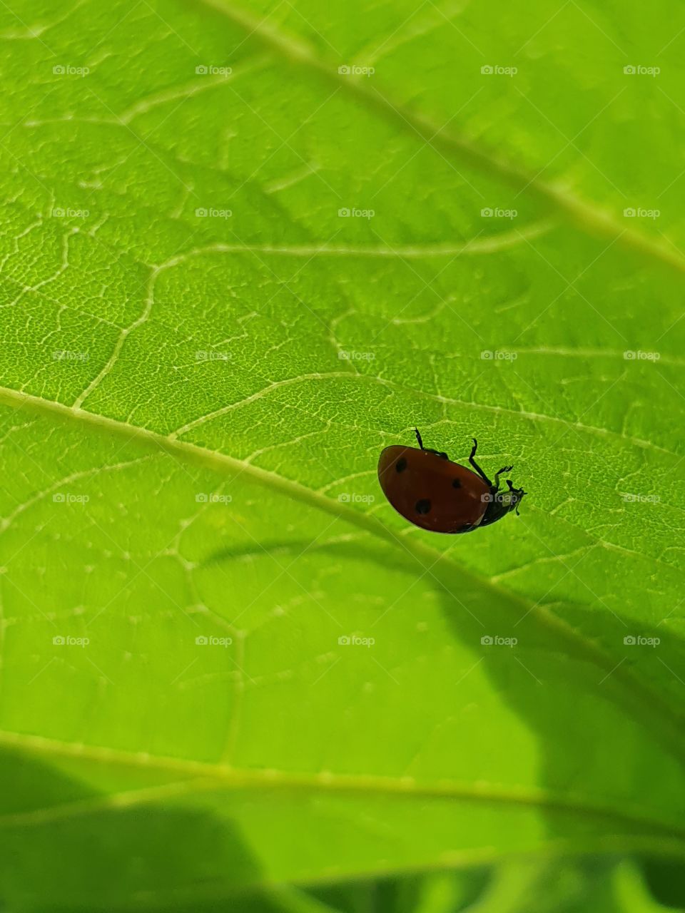 ladybug sitting on a leaf