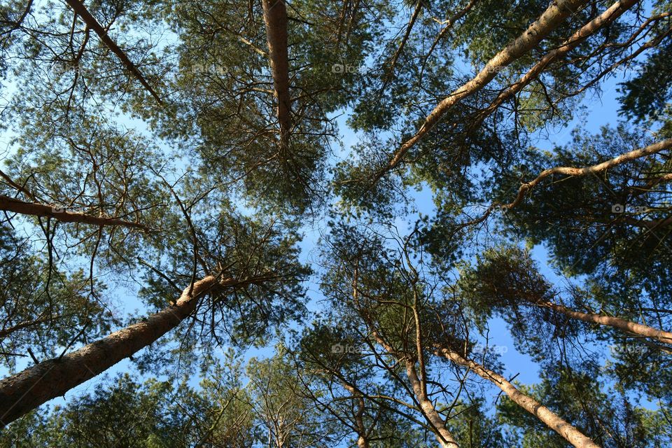 Low angle view of trees