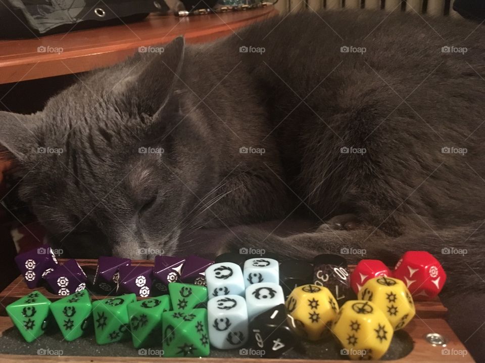 Cat sleeping behind dice