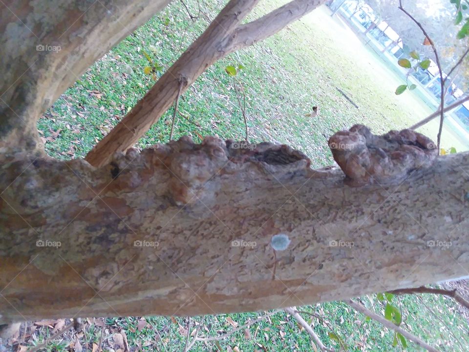abnormal growth on tree