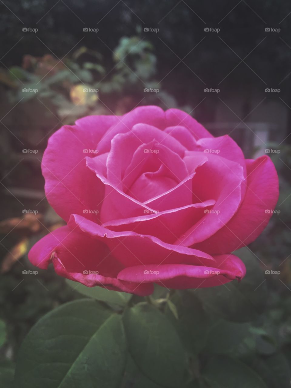 The beauty of a rose