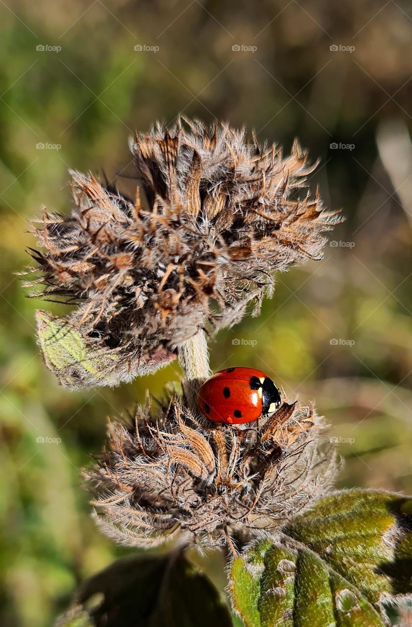 ladybugs