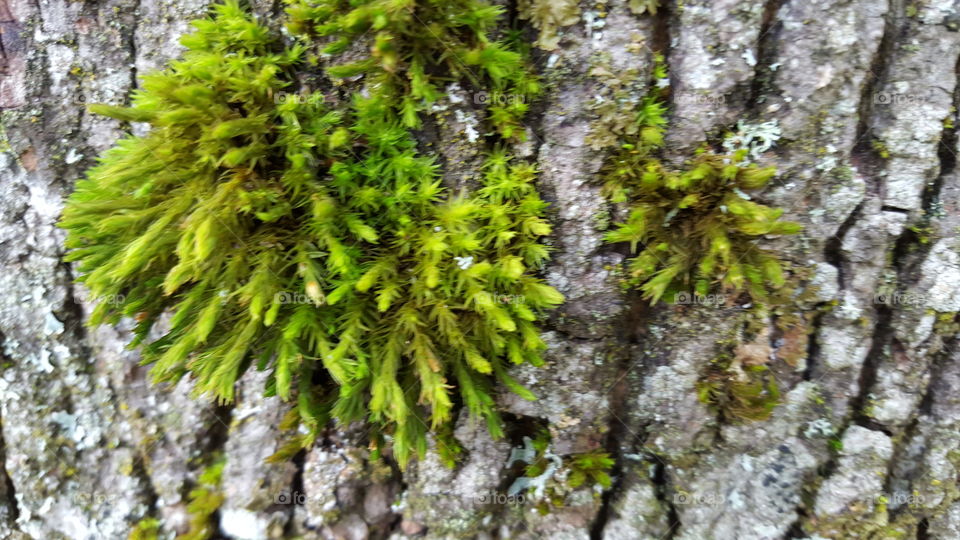 mossy