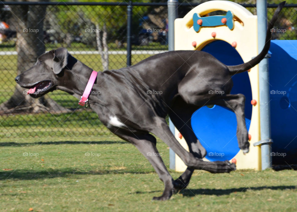 Dog Park Run