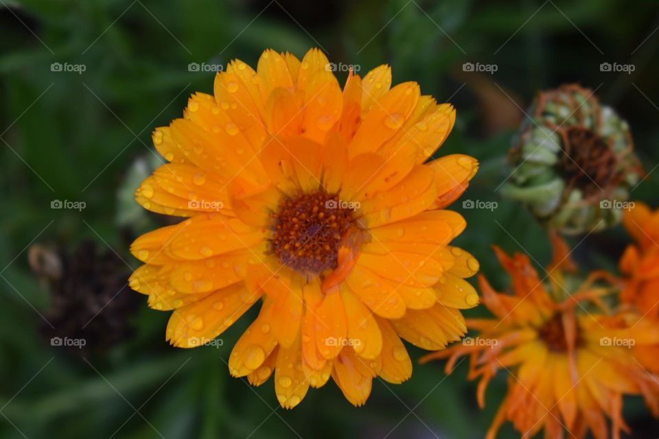 Orange flower with raindrops