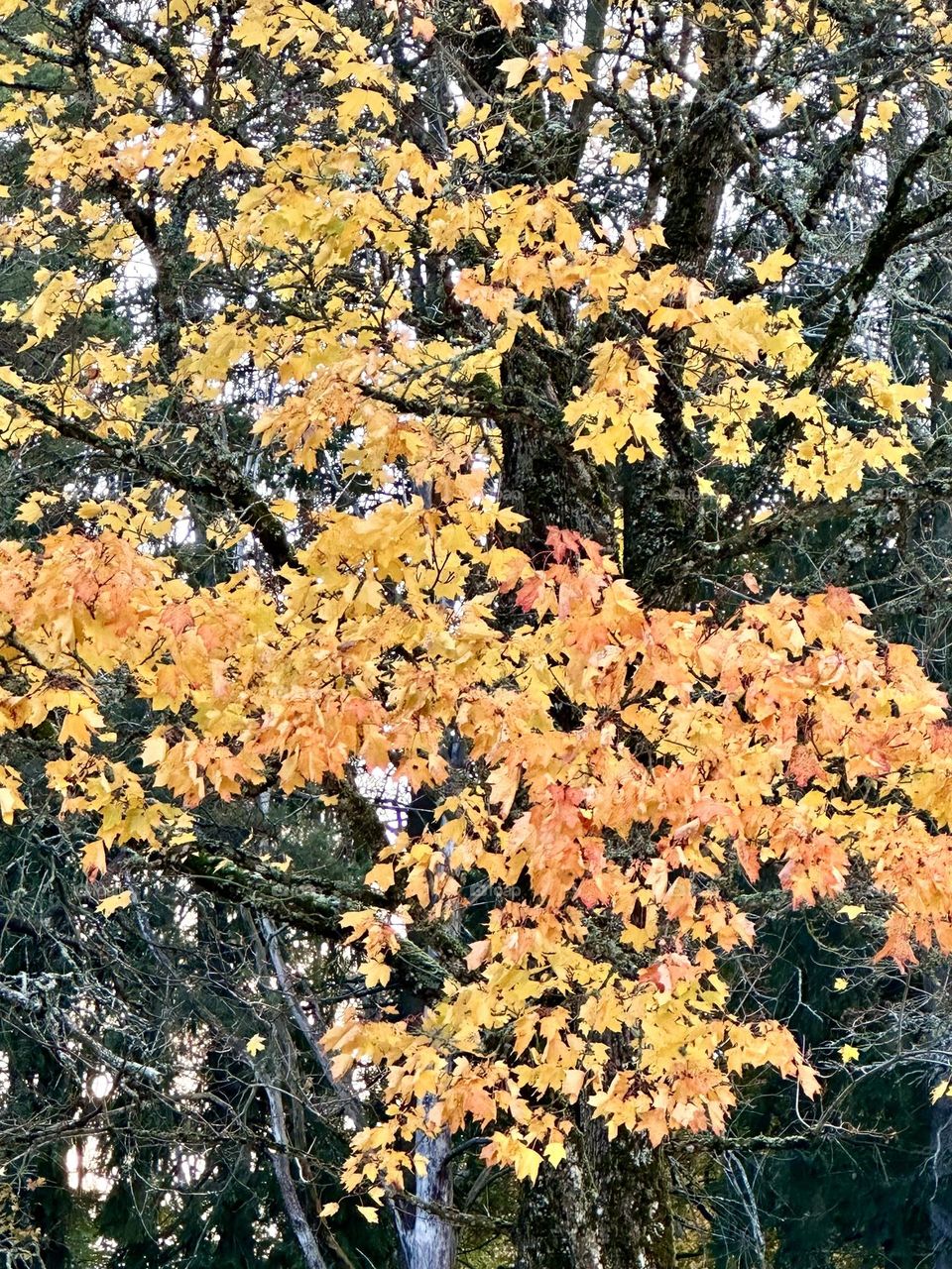 Maple leaves - yellow reddish leaves - yellow leaves - maple trees - autumn - fall - nature - chill out 