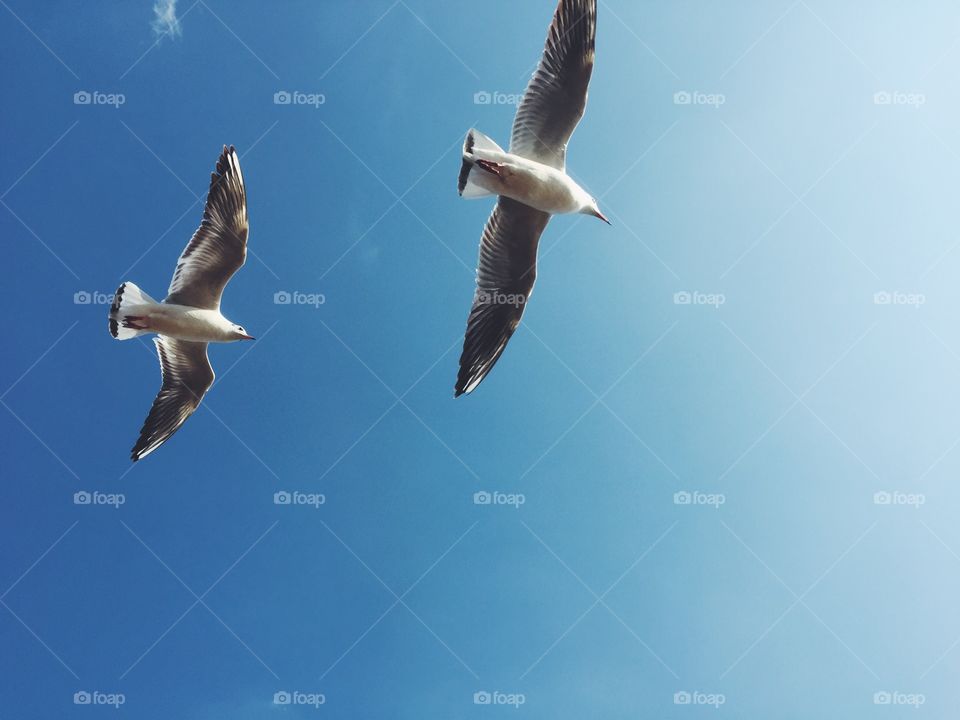 seagulls