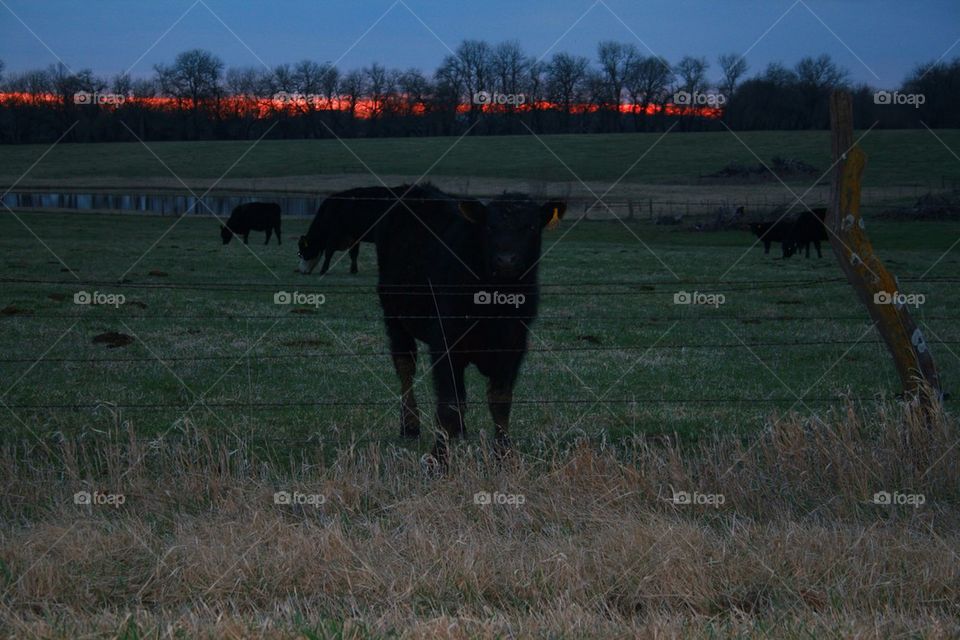 Cows at Sunset