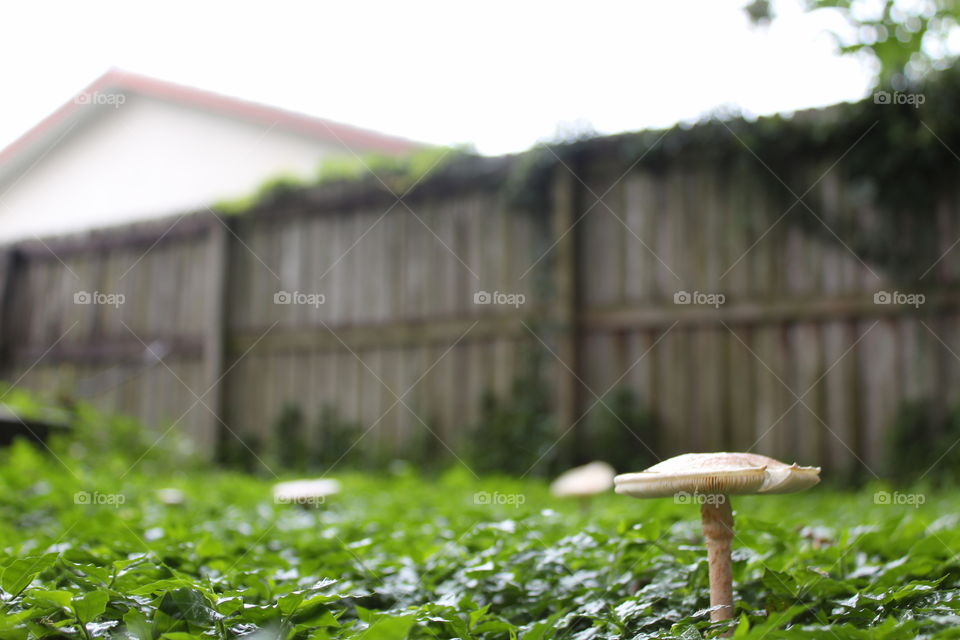 Mushroom with fence in the background 