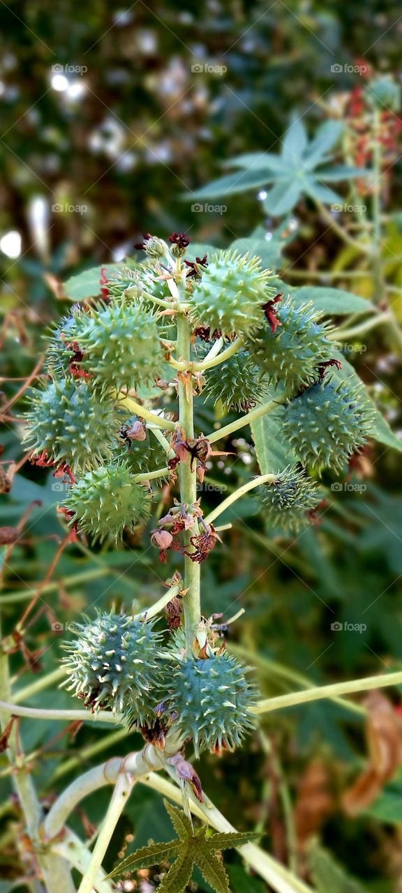 Sharp fruits on branch