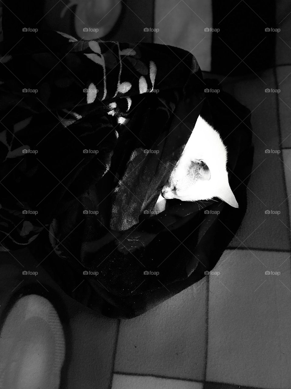 A cat is sleeping peacefully 