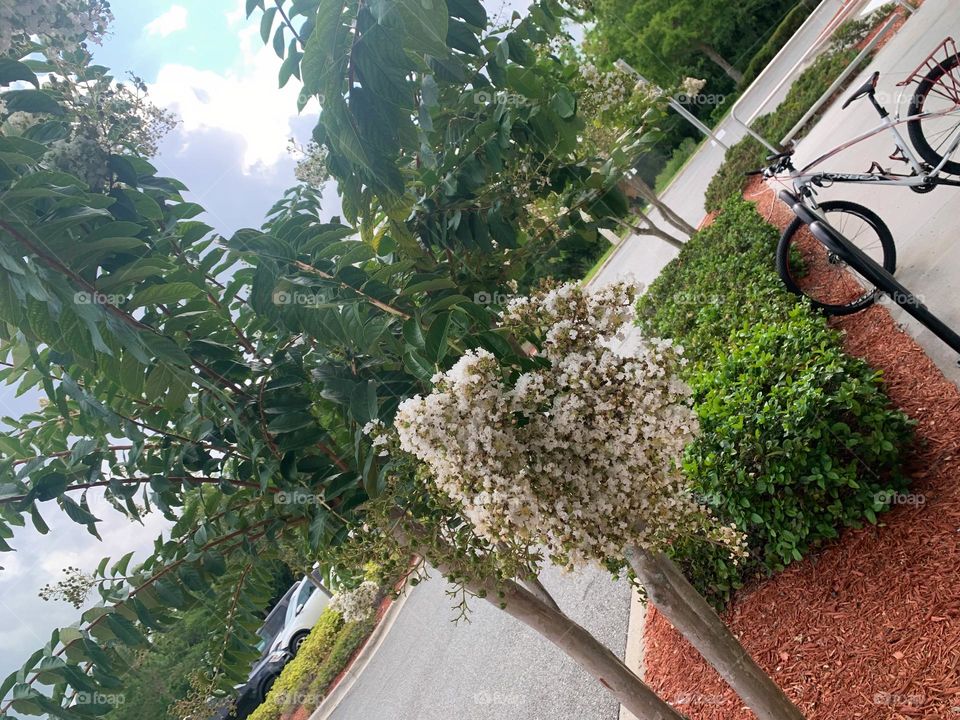 Lonely Bicycle Standing By The Beautiful Garden Arrangement In A Public Area.