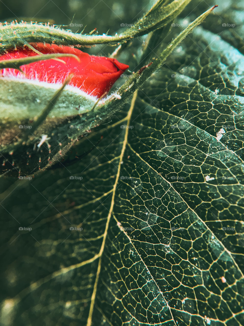 Green leaf in macro and head of red rose