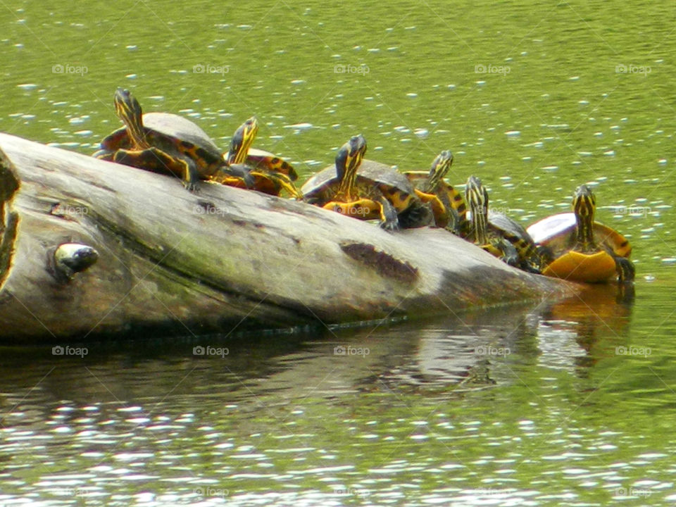 A cluster of turtles rest in the sun on a log in the lake!