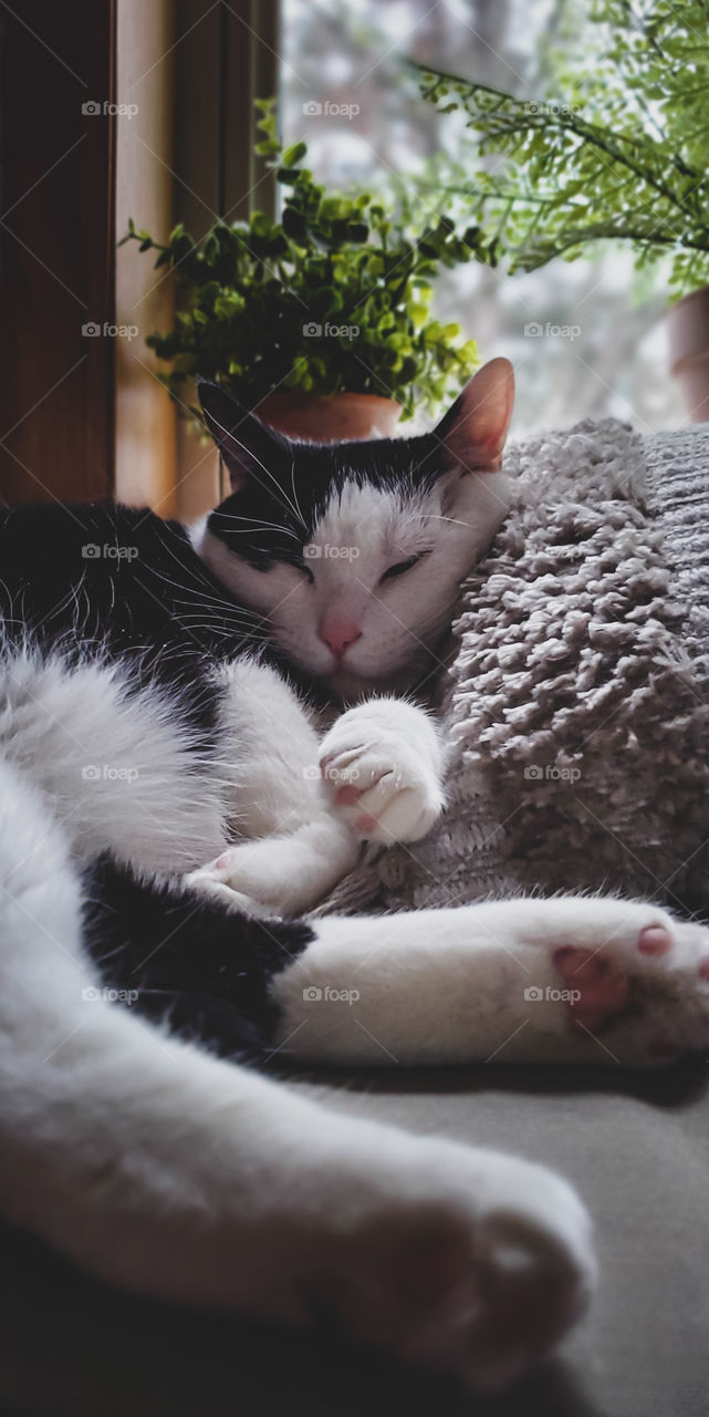 Snug as a bug in a rug. A black and white cat, takes a nap on a rainy afternoon.