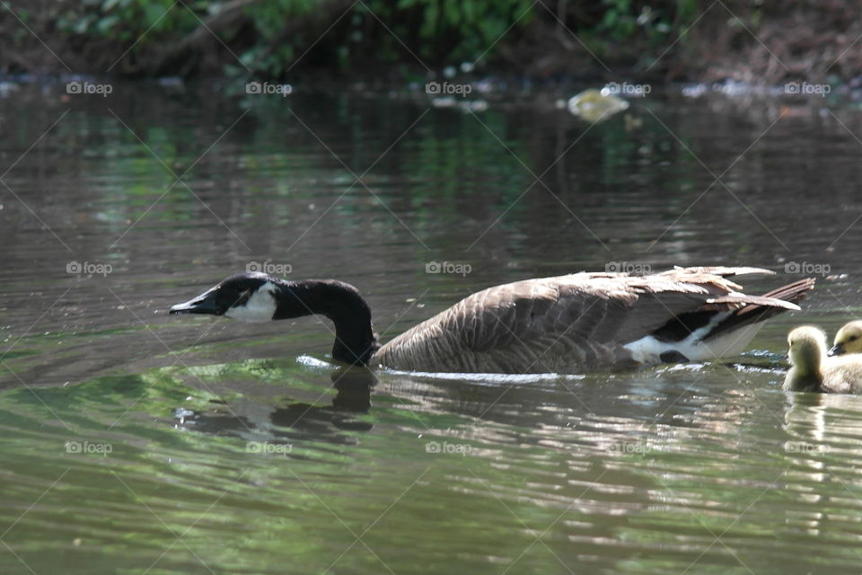 Canada goose 