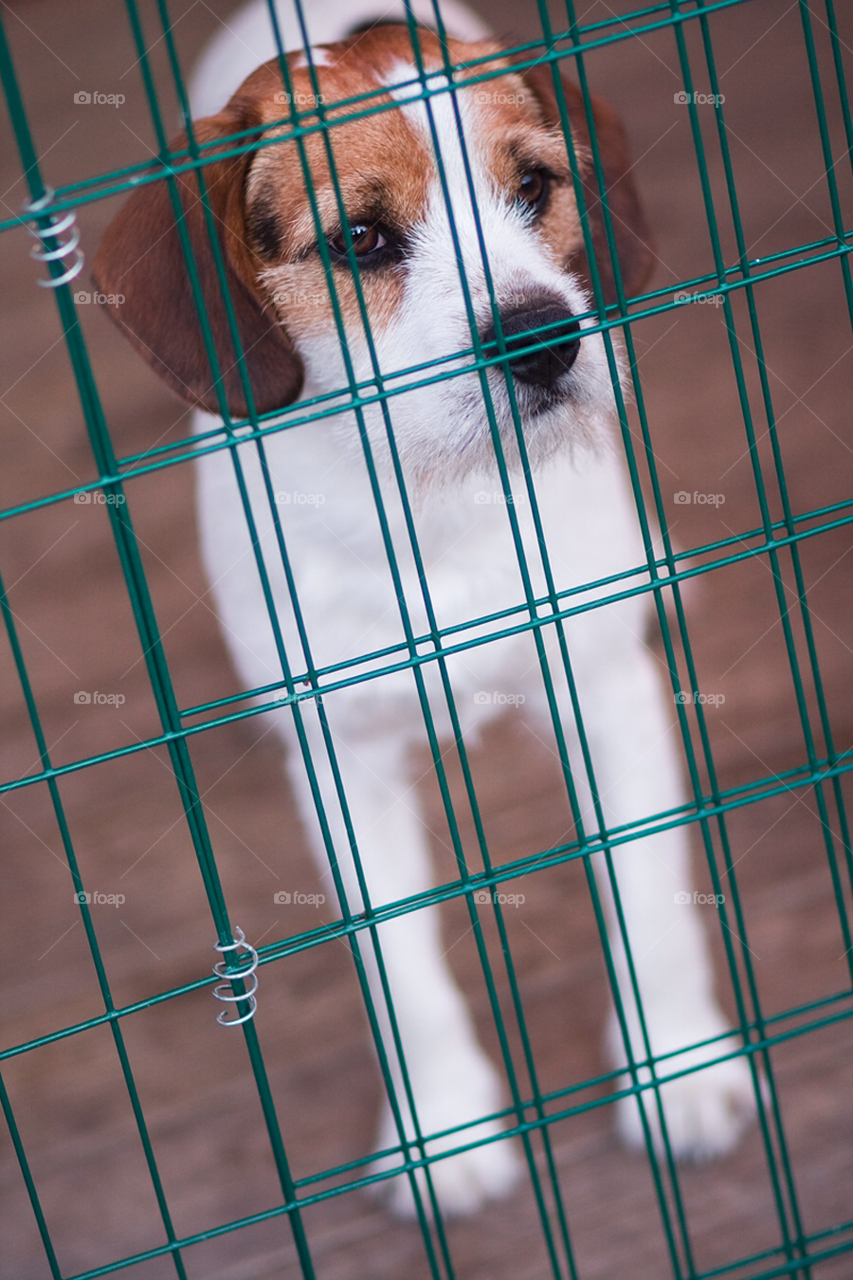 fence dog cage waiting by comonline