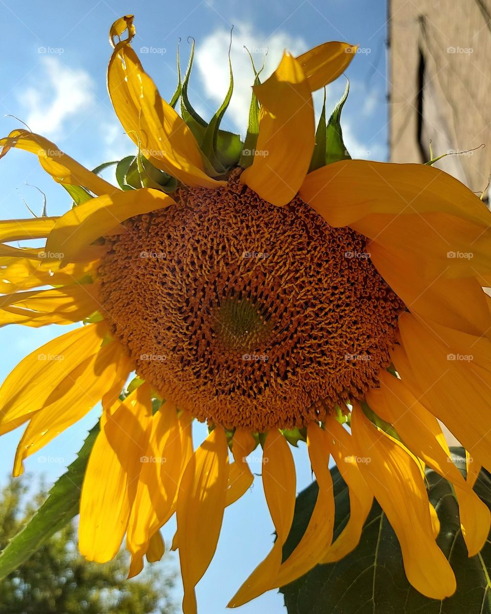 Sunflower