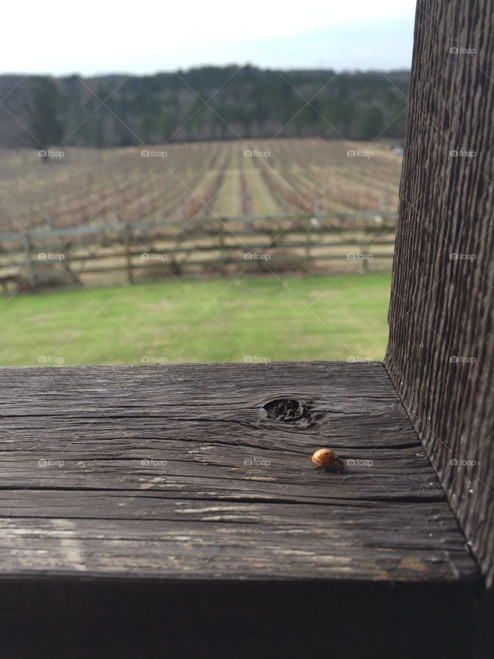 Lady bug point of view of the vineyard