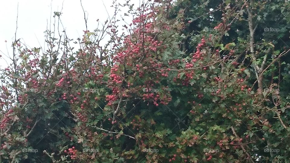 Red berries