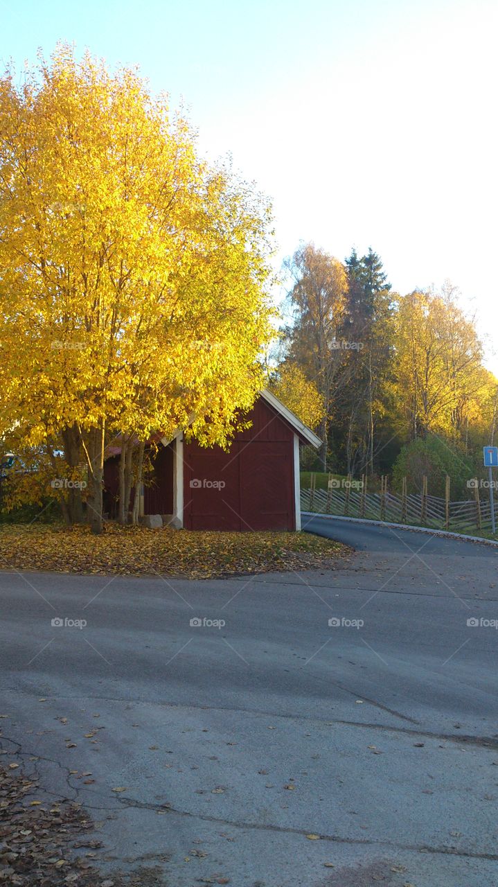 Yellow tree in fall