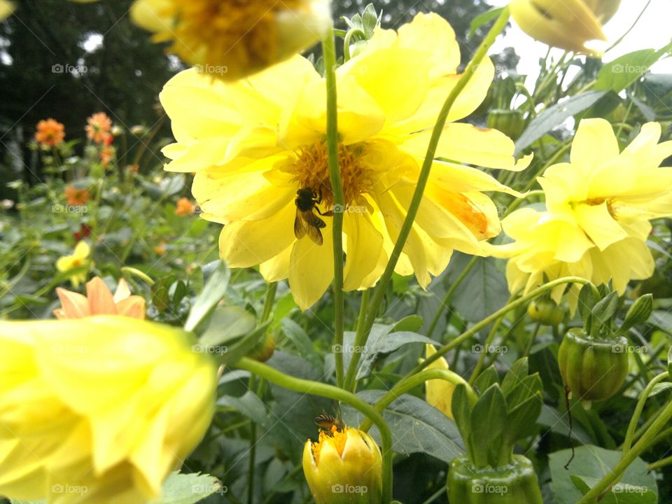 Bees collecting Honey from Flowers.  Nuwaraeliya Sri Lanka