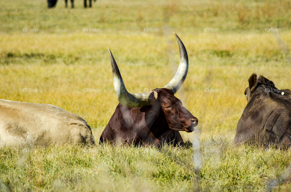 Large steer in the Colorado Country Side