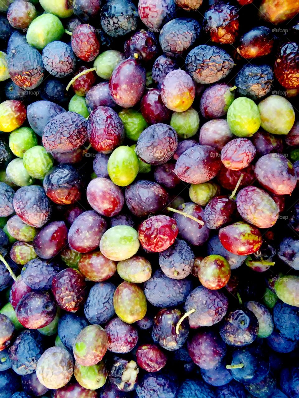 Olives at sunset time