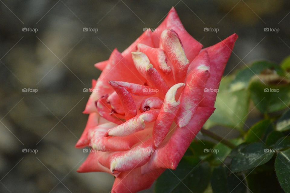 Love the color on these, it's so pretty! ❤️🌹❤️