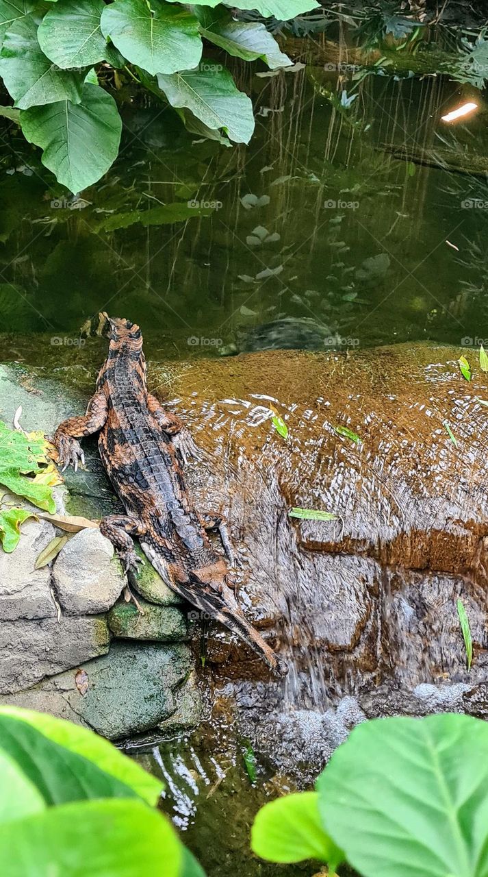 reptie in Berlin zoo