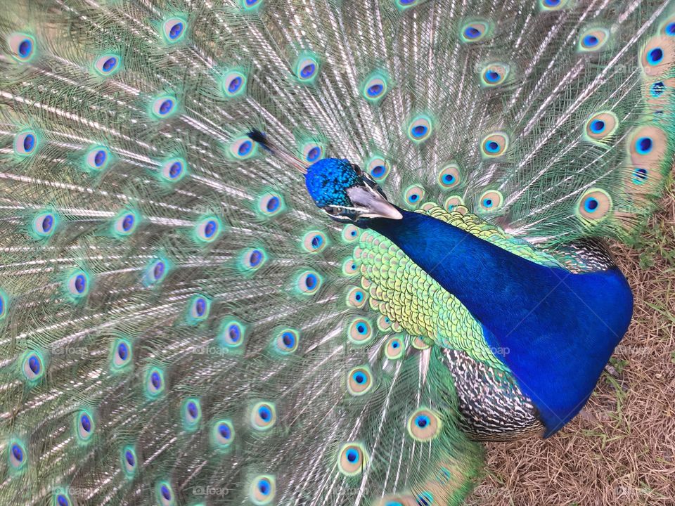 Beautiful peacock with full open feathers 