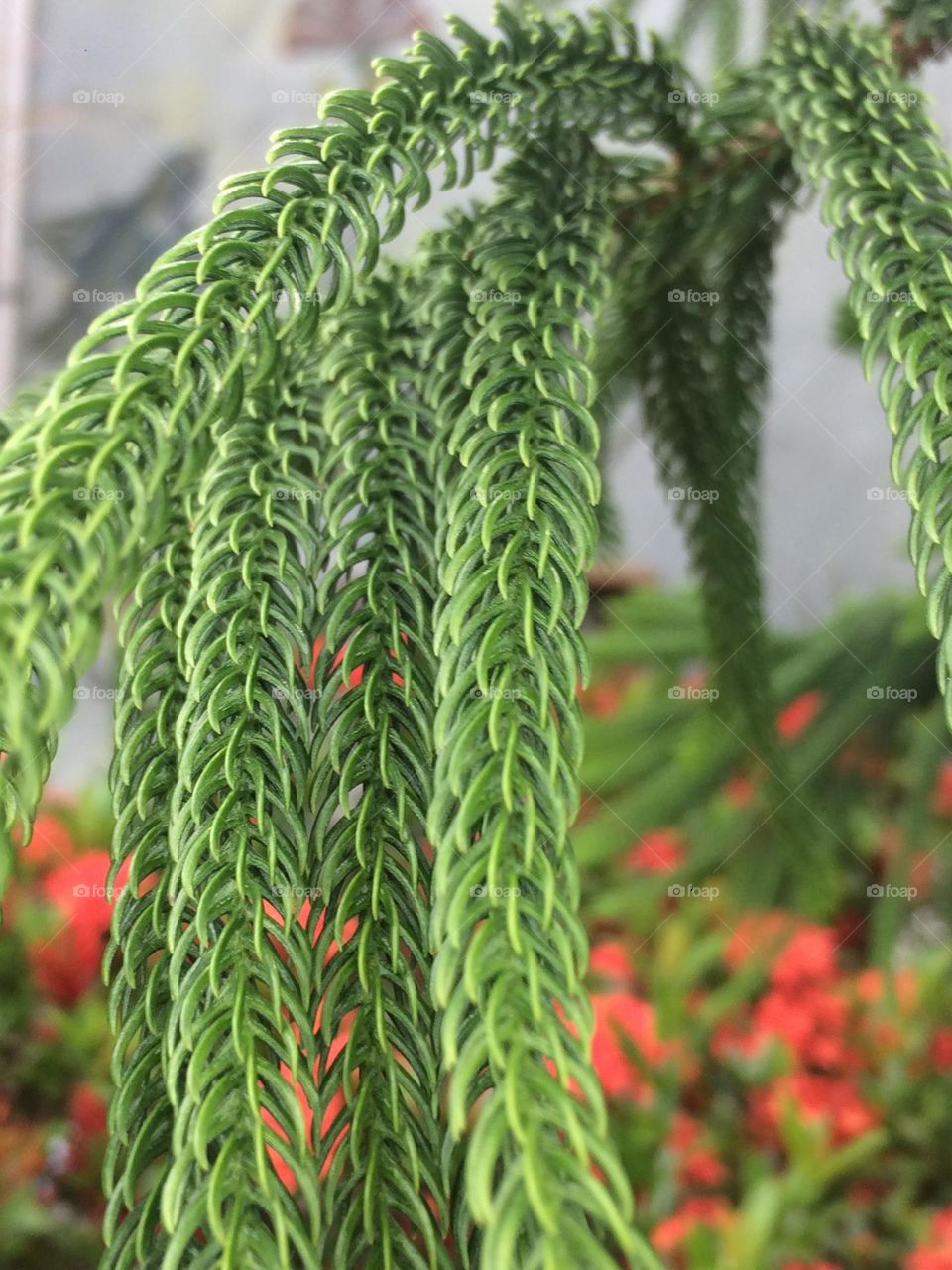 Fir, Pine or Spruce?