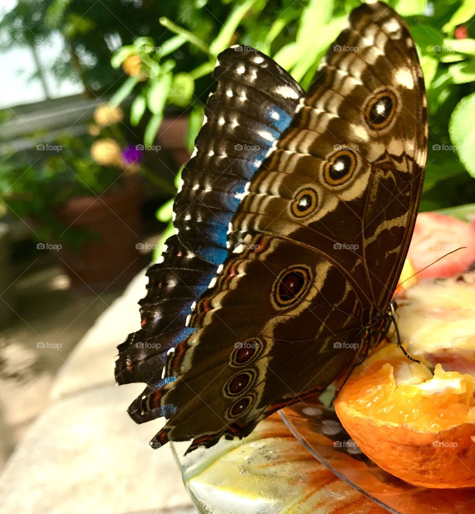 Close-Up Butterfly on Fruit