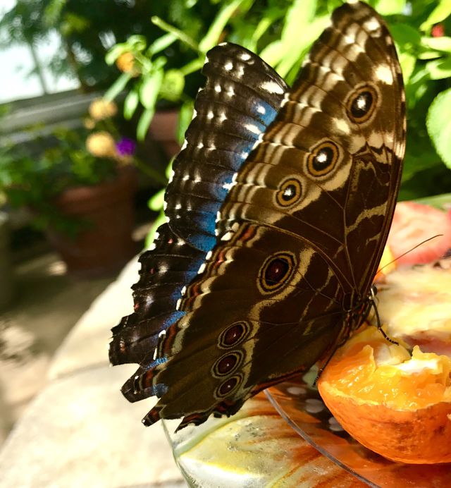 Close-Up Butterfly on Fruit