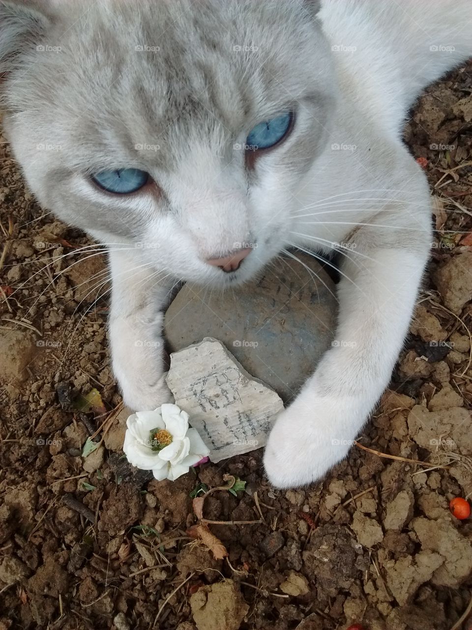Our Hamster Died About A Year Ago. So To Keep Her Spirit With Us, I Put A
Picture Of Our Car Hugging It's Grave.😳 R.I.P