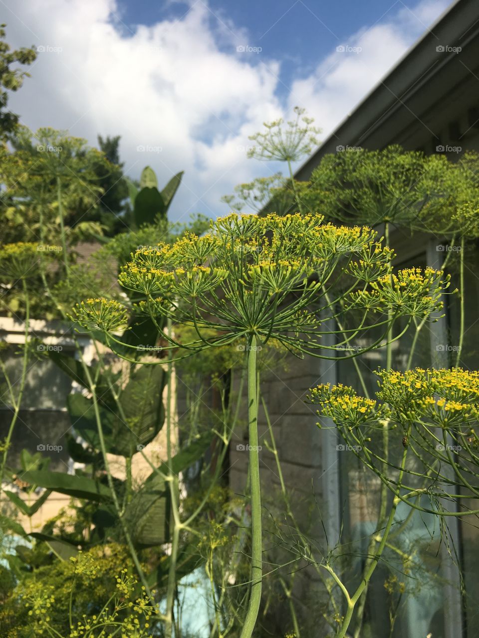 Fresh from the garden
