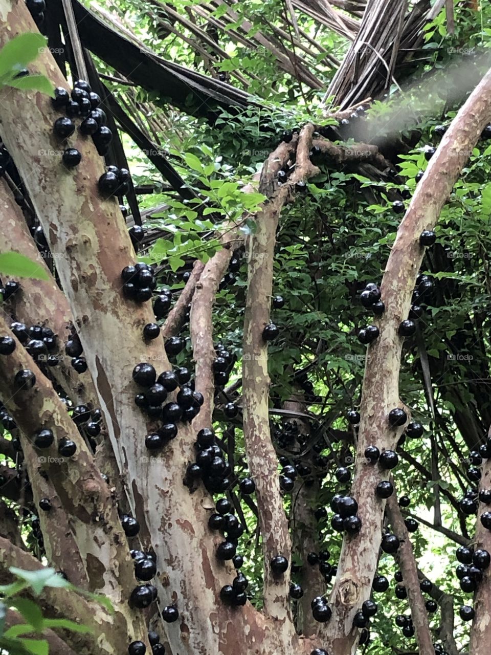 Jabuticabas. Deliciosas e doces. 