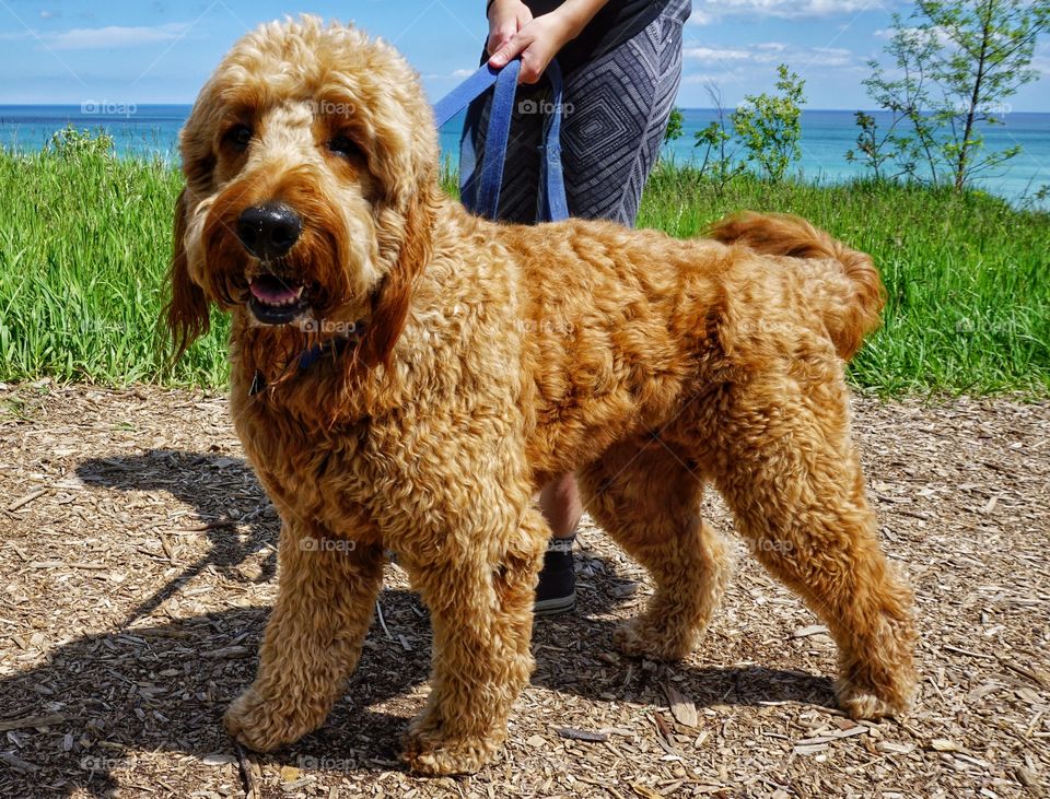 Dog with pet owner