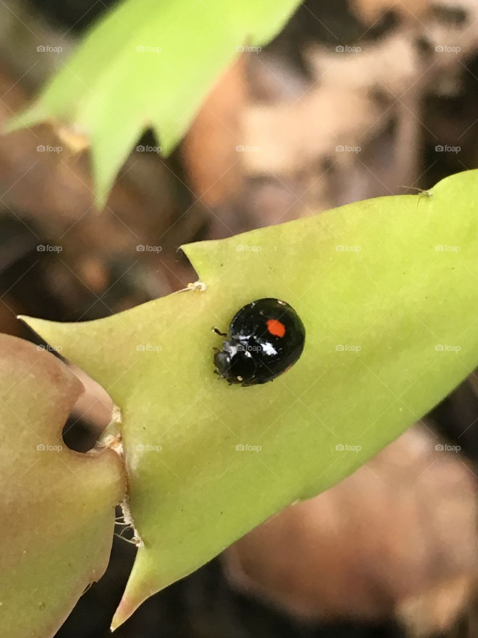 Black ladybug