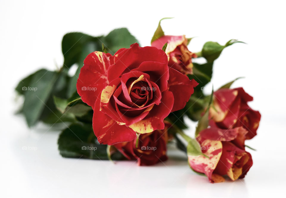 Close-up of red roses