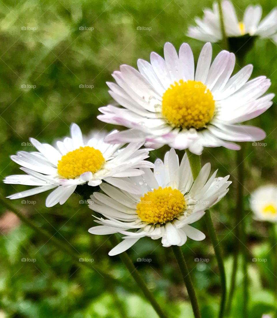 Flowers in the rain.