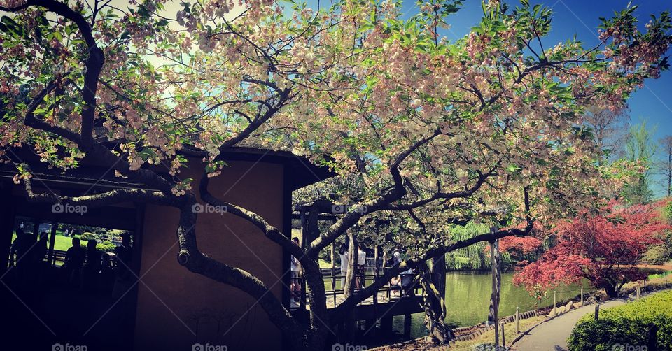 Brooklyn Botanical Garden - Japanese Garden - Japanese Cherry Blossom Tree - Brooklyn - New York City 