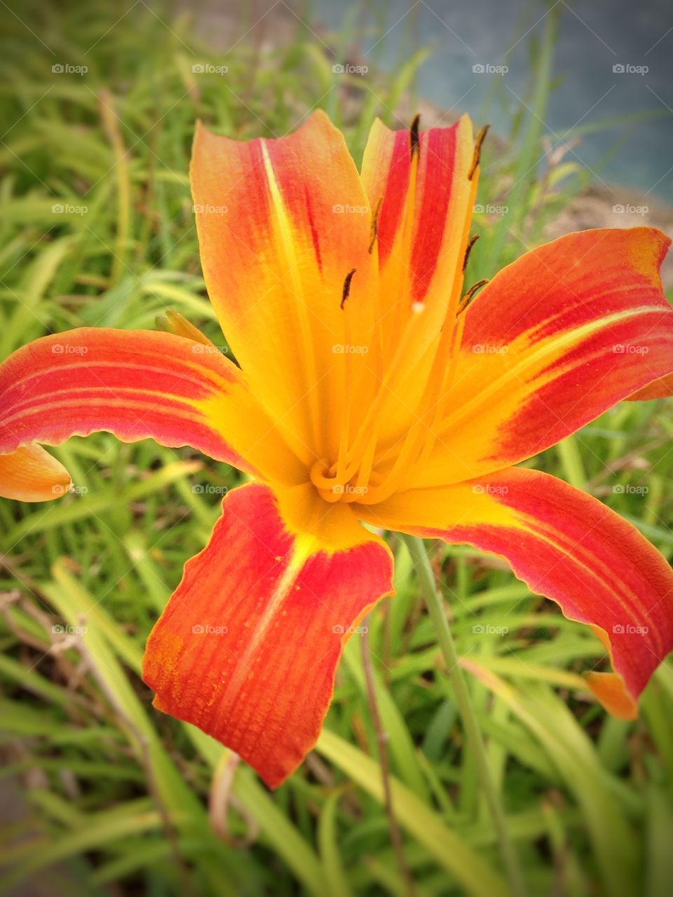 Tropical beauty. Orange flower in landscaped flowerbed