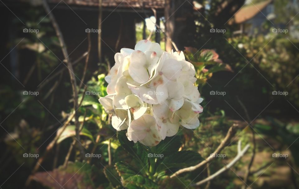 White Pretty Flower
