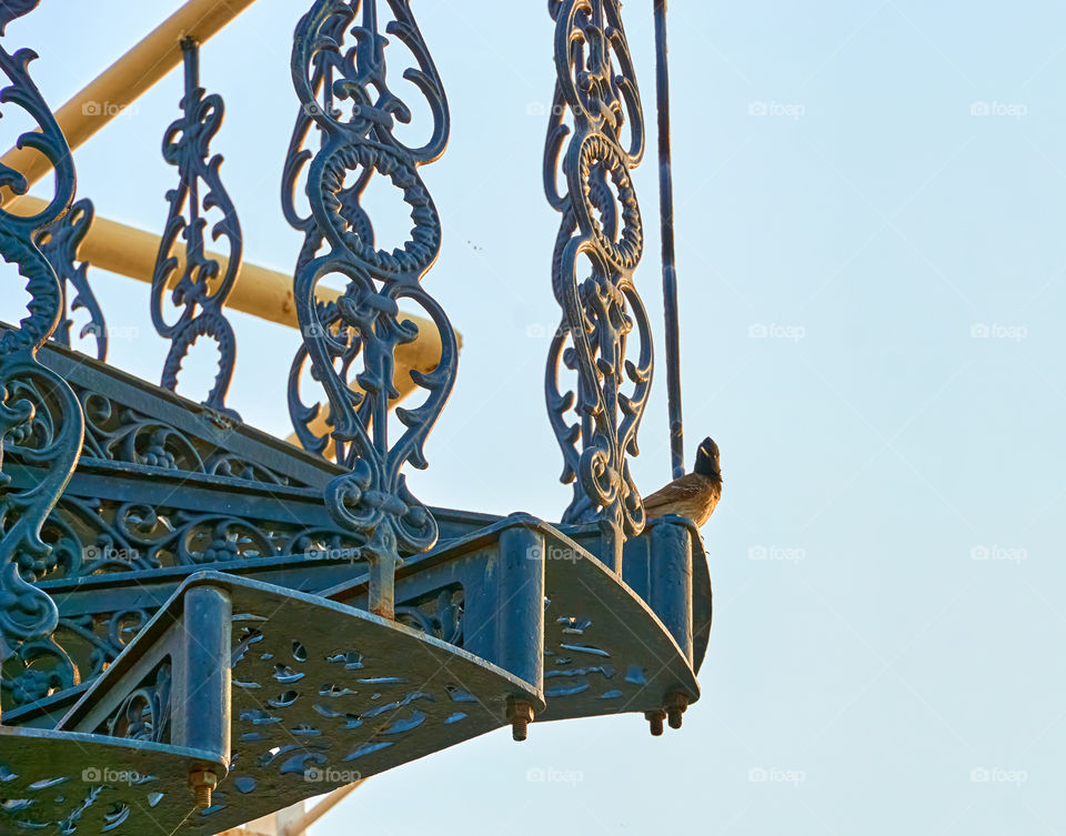 Scenic - Steel rails - Red vented bulbul - scouting environment