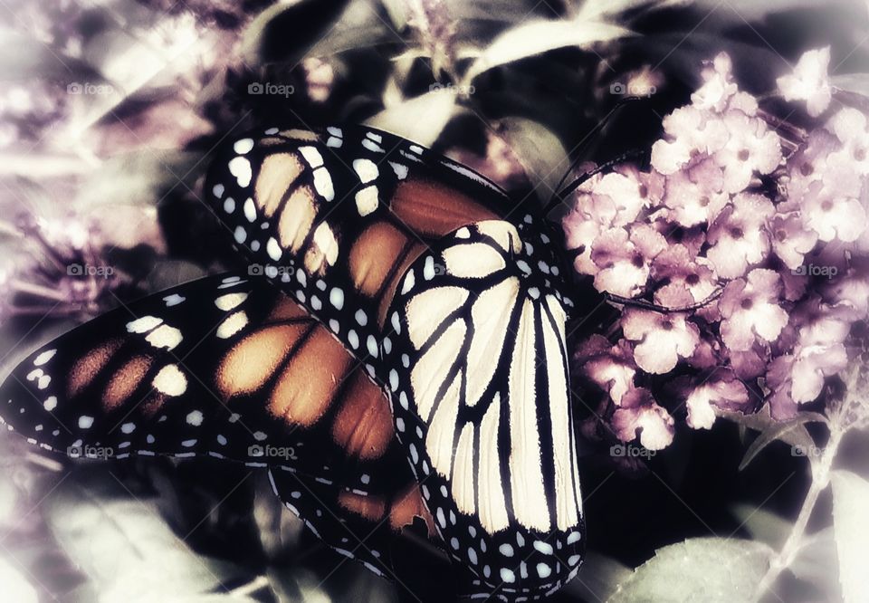 Blurred Butterfly Bush