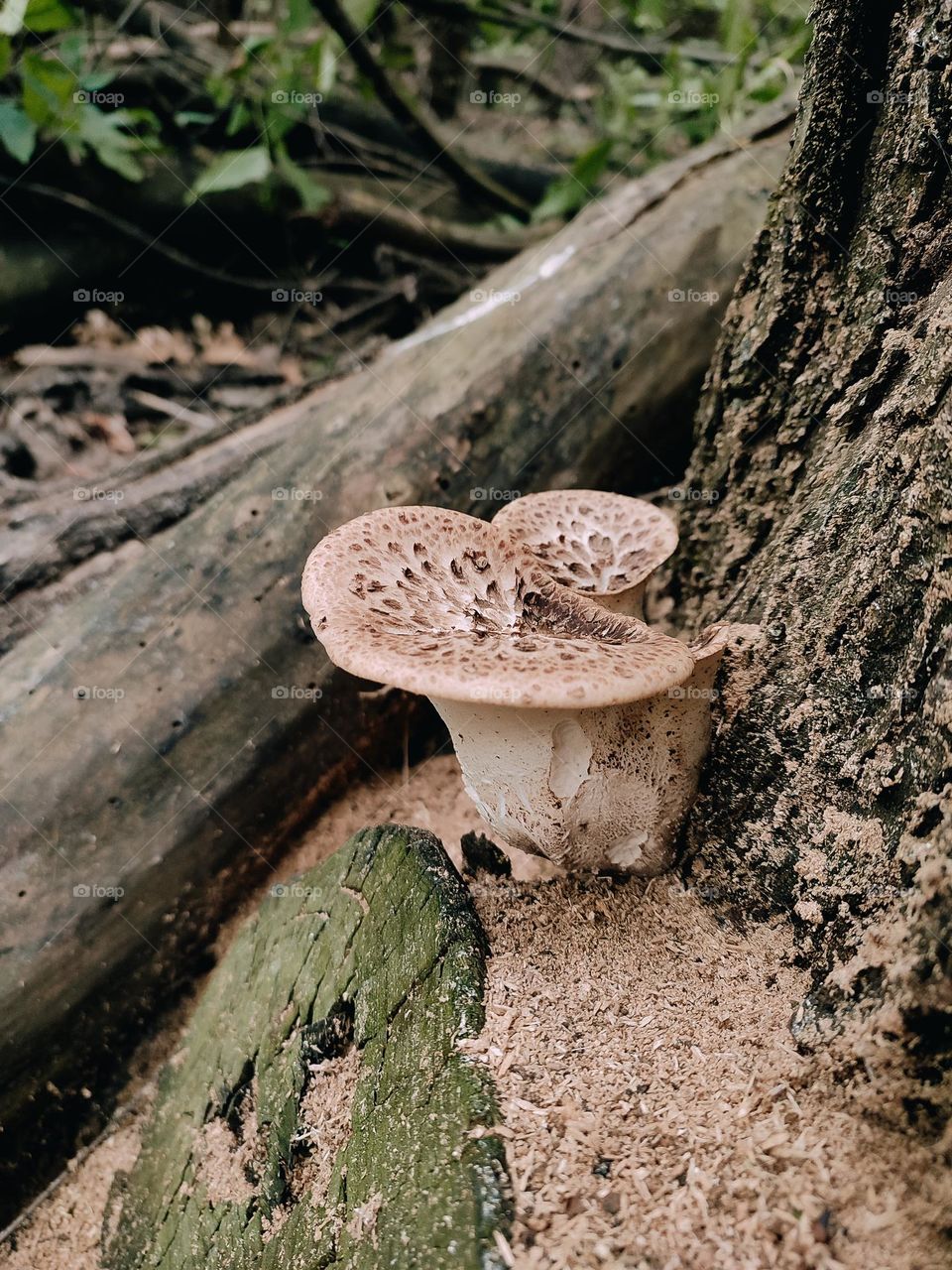 Wild mushrooms Dryad’s saddle, Pheasant’s back mushroom, scaly polypore, Polyporus squamosus, Cerioporus squamosus on the tree trunk